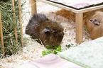 2 guinea pigs