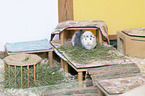 Abyssinian guinea pig