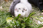 Abyssinian guinea pig