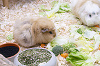 2 guinea pig