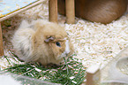 Abyssinian guinea pig