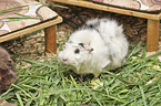 Abyssinian guinea pig