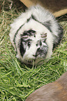 Abyssinian guinea pig