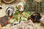 5 guinea pigs