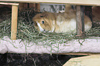 Abyssinian guinea pig