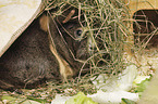 Abyssinian guinea pig