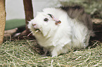 Abyssinian guinea pig