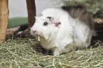 Abyssinian guinea pig