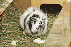 Abyssinian guinea pig