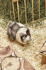 Abyssinian guinea pig