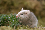 african multimammate mouse