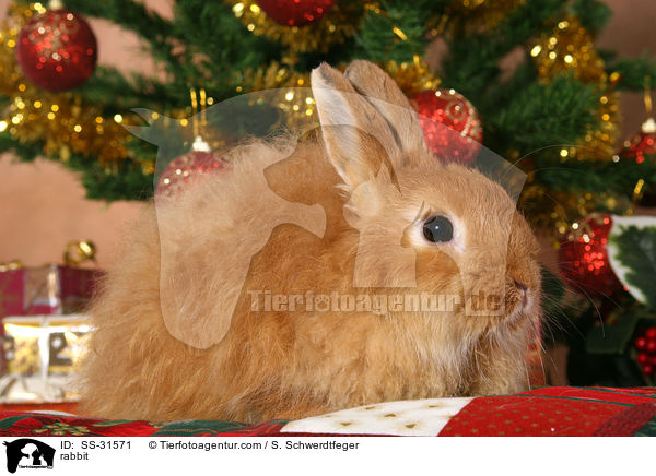 Angorakaninchen / rabbit / SS-31571