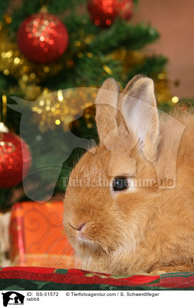 rabbit / SS-31572