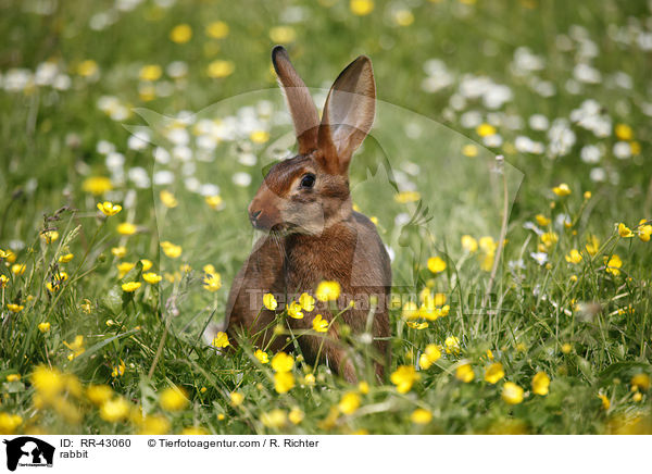 rabbit / RR-43060