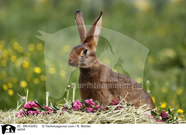 rabbit / RR-43063