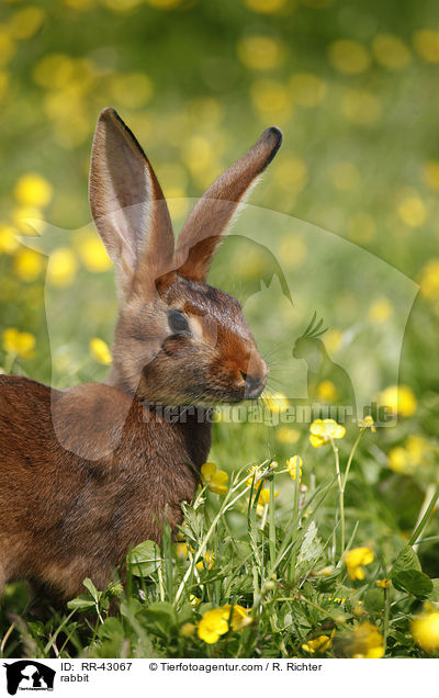rabbit / RR-43067