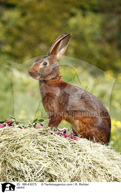 rabbit / RR-43075