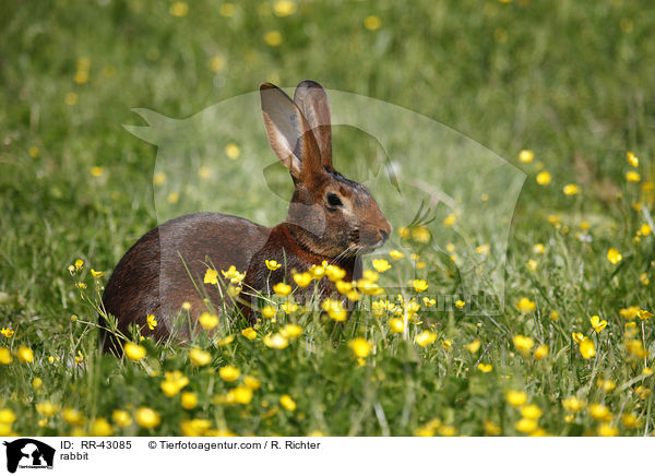 Hasenkaninchen / rabbit / RR-43085