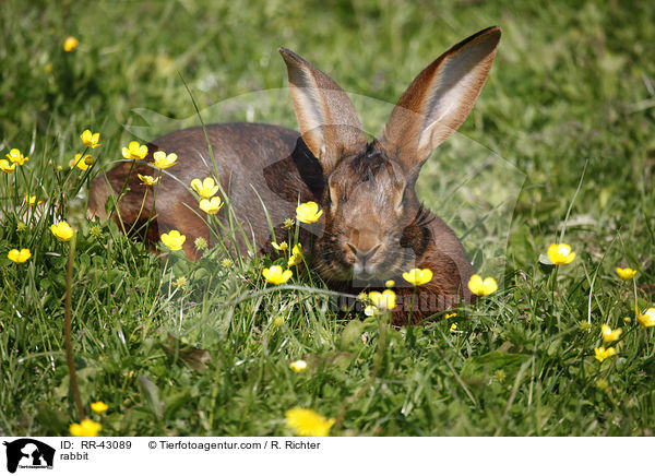 Hasenkaninchen / rabbit / RR-43089