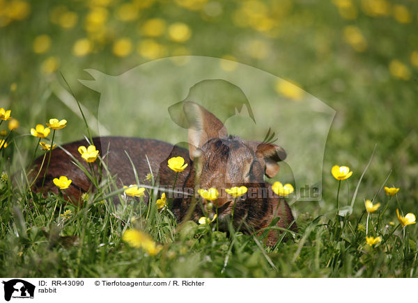Hasenkaninchen / rabbit / RR-43090