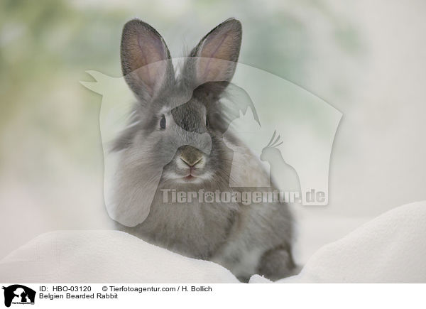 Belgien Bearded Rabbit / HBO-03120