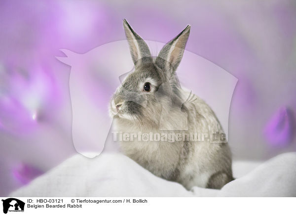Belgien Bearded Rabbit / HBO-03121
