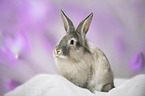 Belgien Bearded Rabbit