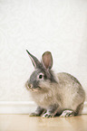 Belgien Bearded Rabbit