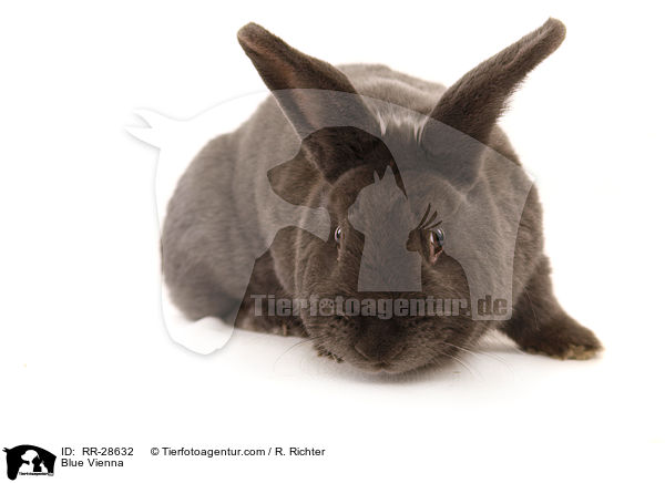 Blue Vienna / RR-28632