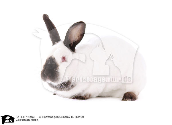 Californian rabbit / RR-41563