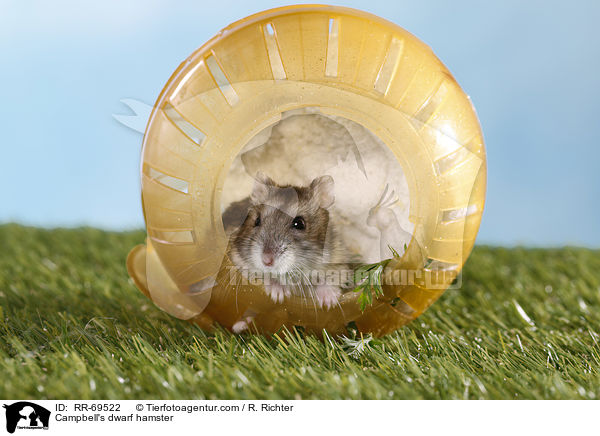 Campbell Zwerghamster / Campbell's dwarf hamster / RR-69522