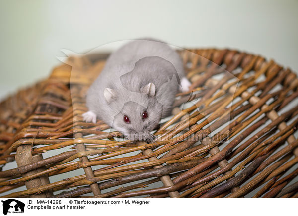 Campbell Zwerghamster / Campbells dwarf hamster / MW-14298