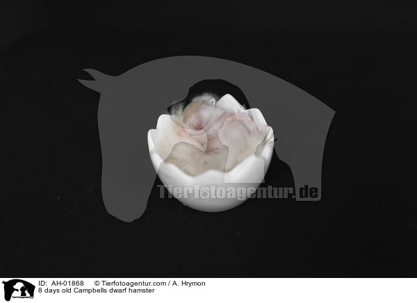 8 Tage alte Campbell Zwerghamster / 8 days old Campbells dwarf hamster / AH-01868