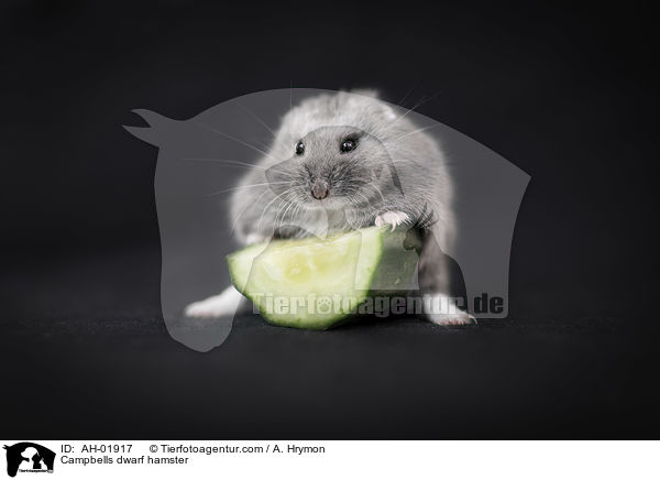 Campbell Zwerghamster / Campbells dwarf hamster / AH-01917