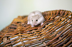 Campbells dwarf hamster