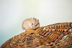 Campbells dwarf hamster
