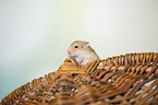Campbells dwarf hamster