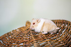 Campbells dwarf hamster