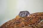 Campbells dwarf hamster