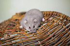 Campbells dwarf hamster