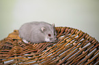 Campbells dwarf hamster
