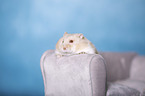 Campbells dwarf hamster
