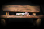 8 days old Campbells dwarf hamster