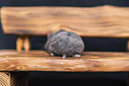 Campbells dwarf hamster on a bench