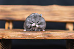 Campbells dwarf hamster on a bench