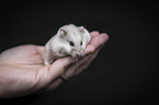 human with Campbells dwarf hamster