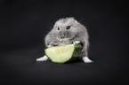 Campbells dwarf hamster