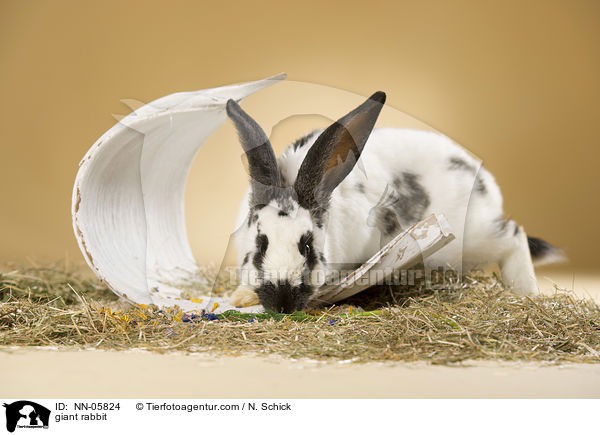 Deutscher Riesenschecke / giant rabbit / NN-05824