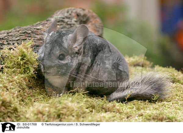 chinchilla / SS-01768
