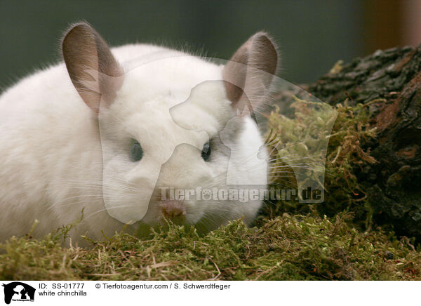 white chinchilla / SS-01777